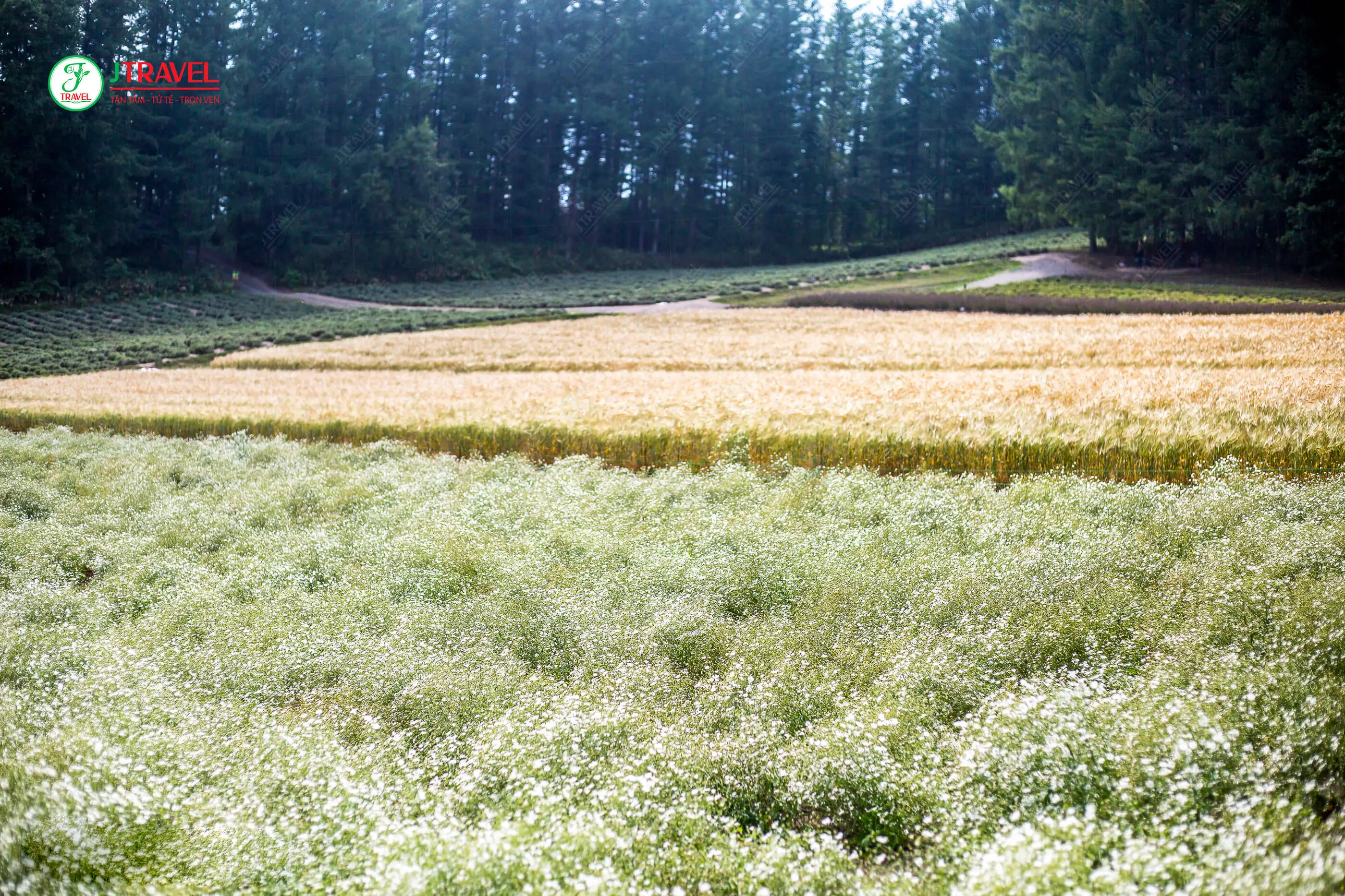  Nông trại Tomita Hokkaido 
