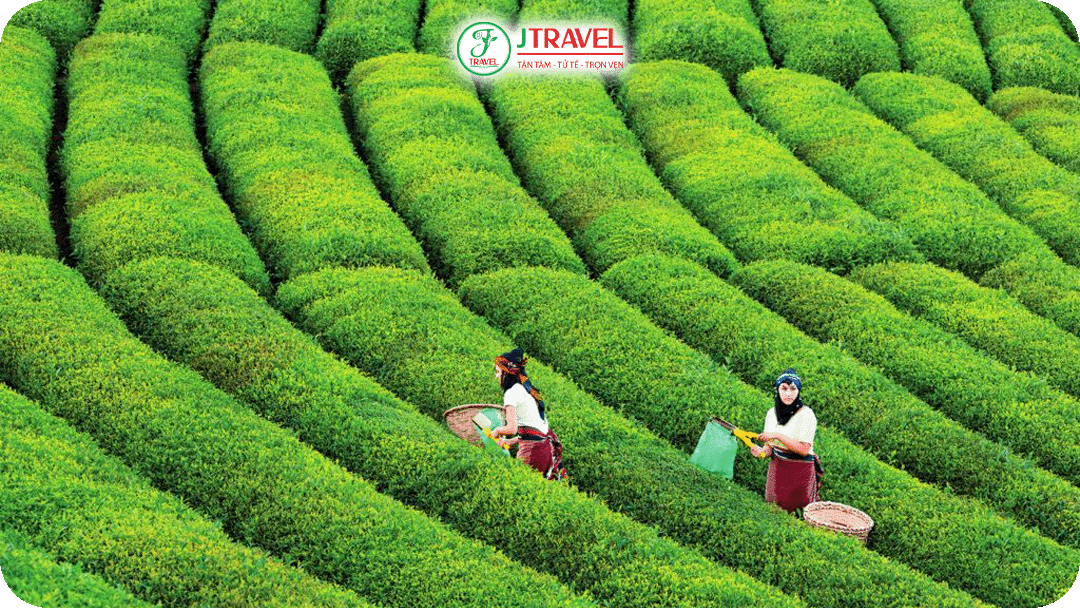 Thổ Nhĩ Kỳ nằm trong top 5 quốc gia sản xuất trà lớn nhất