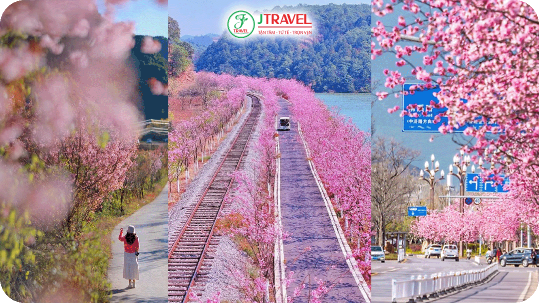 Không gian xanh, hoa nở sớm cùng nhịp sống nhẹ nhàng tại Côn Minh