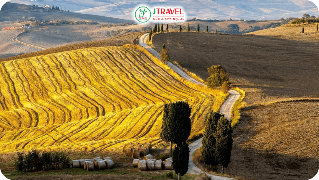 Cánh đồng nho rực vàng ở Tuscany