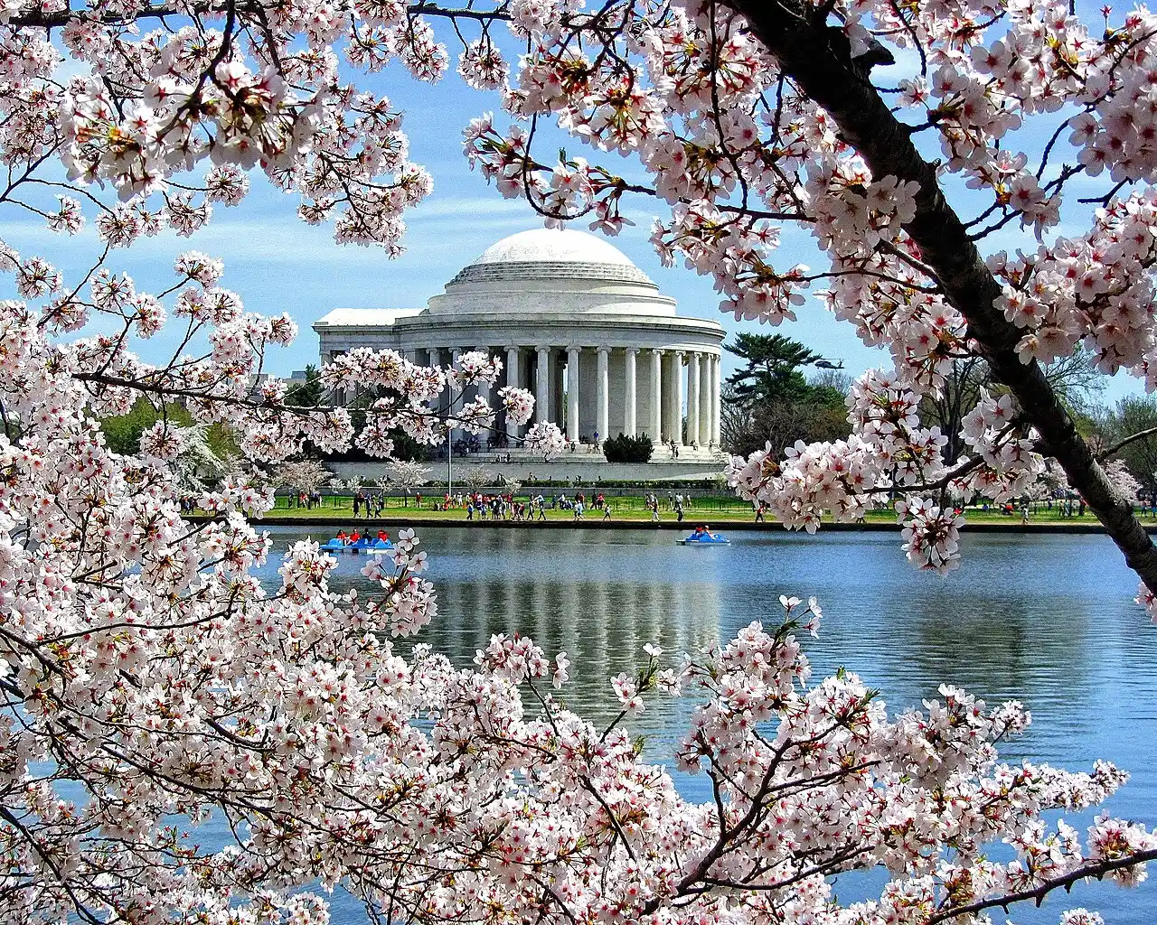 Hoa anh đào Washington DC bên Đài tưởng niệm Jefferson