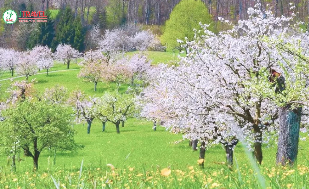 Làng hoa Nuglar và St. Pantaleon mùa xuân