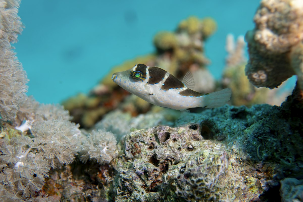 Cá nóc nhỏ bơi gần rạn san hô ở Hurghada