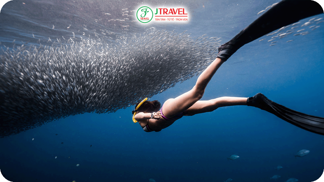 Bơi cùng đàn cá mòi – Trải nghiệm làm nên tên tuổi Moalboal