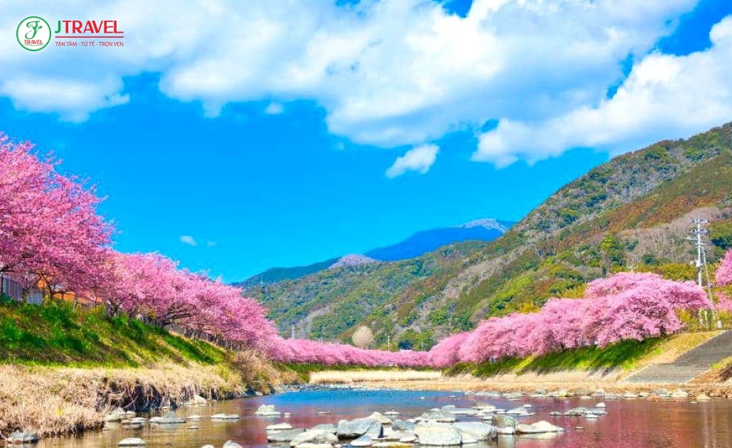 Khung cảnh mùa xuân ở Nhật Bản với hoa anh đào nở rộ