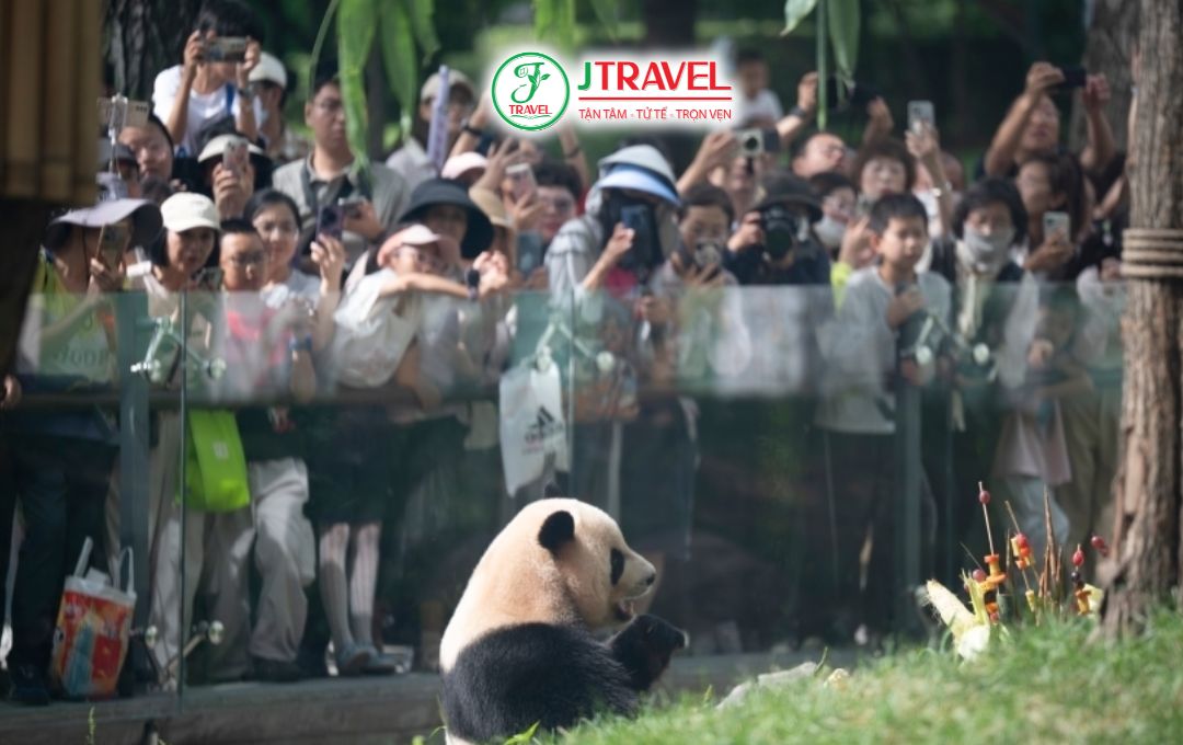 Ghé thăm Nhà Gấu Trúc Đảo Thái Dương