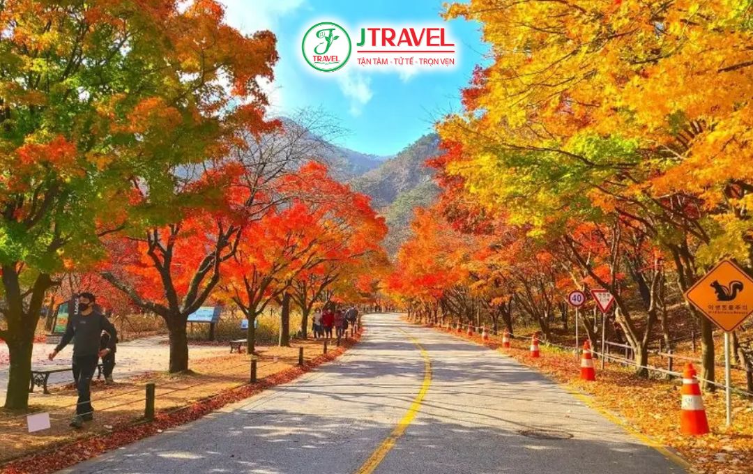 Vì Sao Mùa Thu Là Thời Điểm Đặc Biệt Trong Văn Hóa Hàn Quốc
