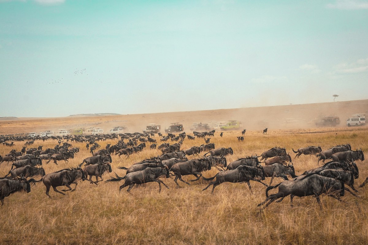 Đàn linh dương đầu bò chạy trên thảo nguyên Maasai Mara, Kenya