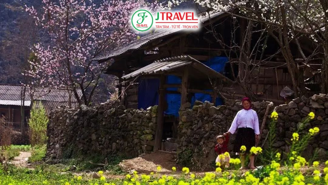 Mùa hoa mai anh đào nở rực khắp bản