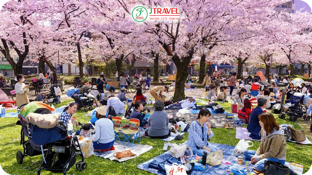 Lễ hội hoa anh đào Hanami diễn ra vào mùa xuân