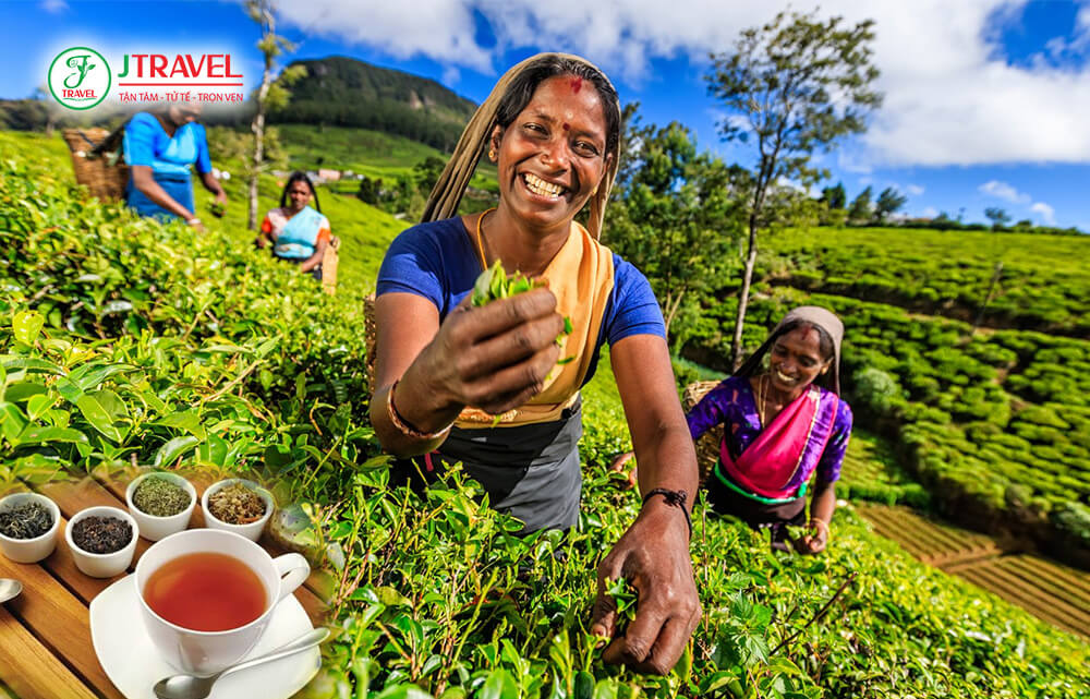 Khám phá đồi chè và thưởng thức trà Ceylon