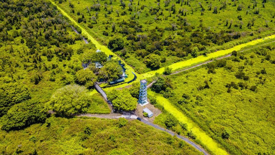 Rừng U Minh Hạ – Cà Mau Nguồn: Sưu tầm