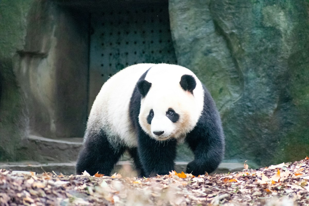 Gấu trúc dạo chơi