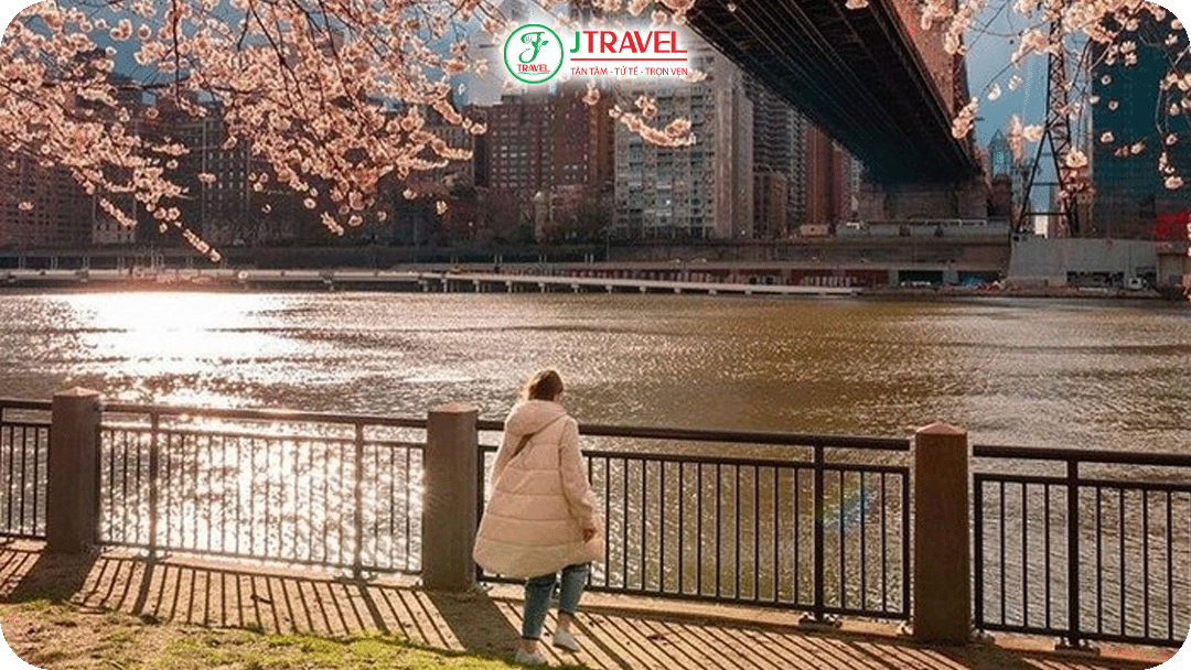 Thành phố trở nên sống động với hàng nghìn cây hoa anh đào nở rộ