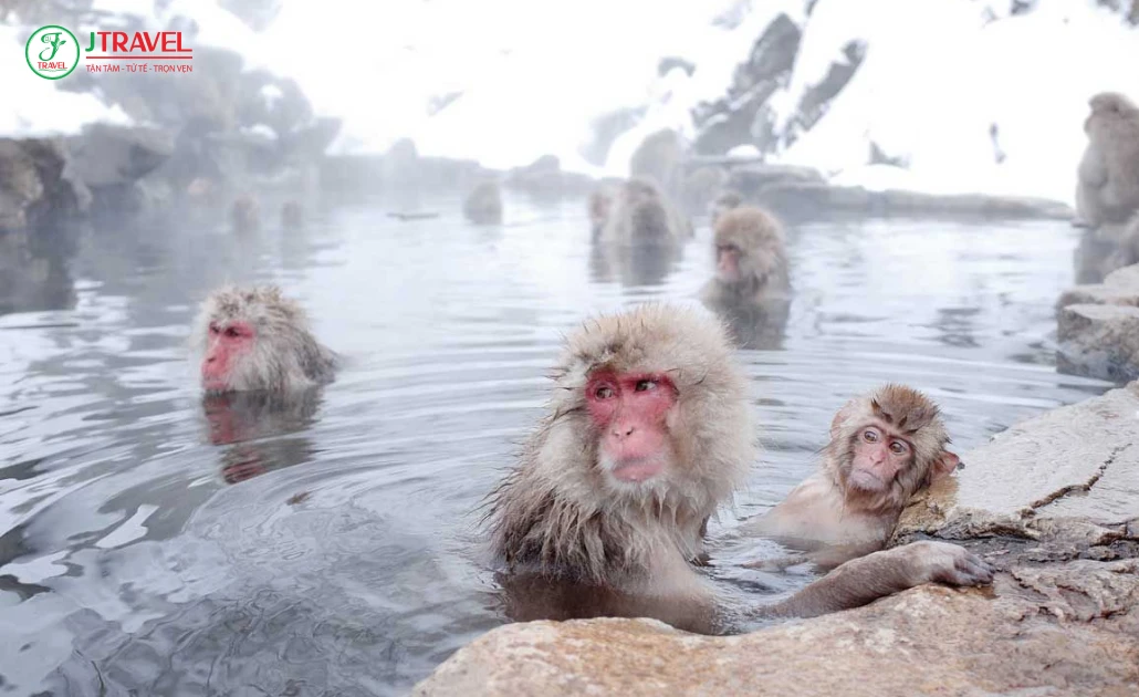 Khỉ tuyết Nhật Bản đang tắm onsen