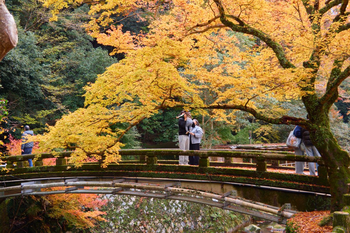 Thác Minoh giữa khu rừng mùa thu ở Osaka