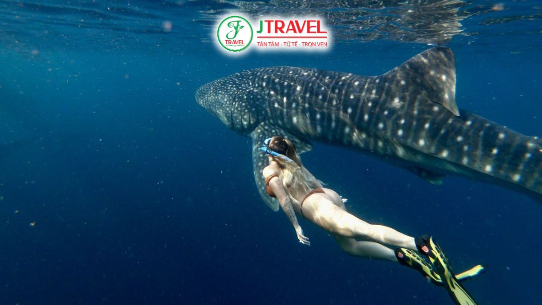 Thời điểm lý tưởng bơi cùng cá mập voi Oslob Cebu