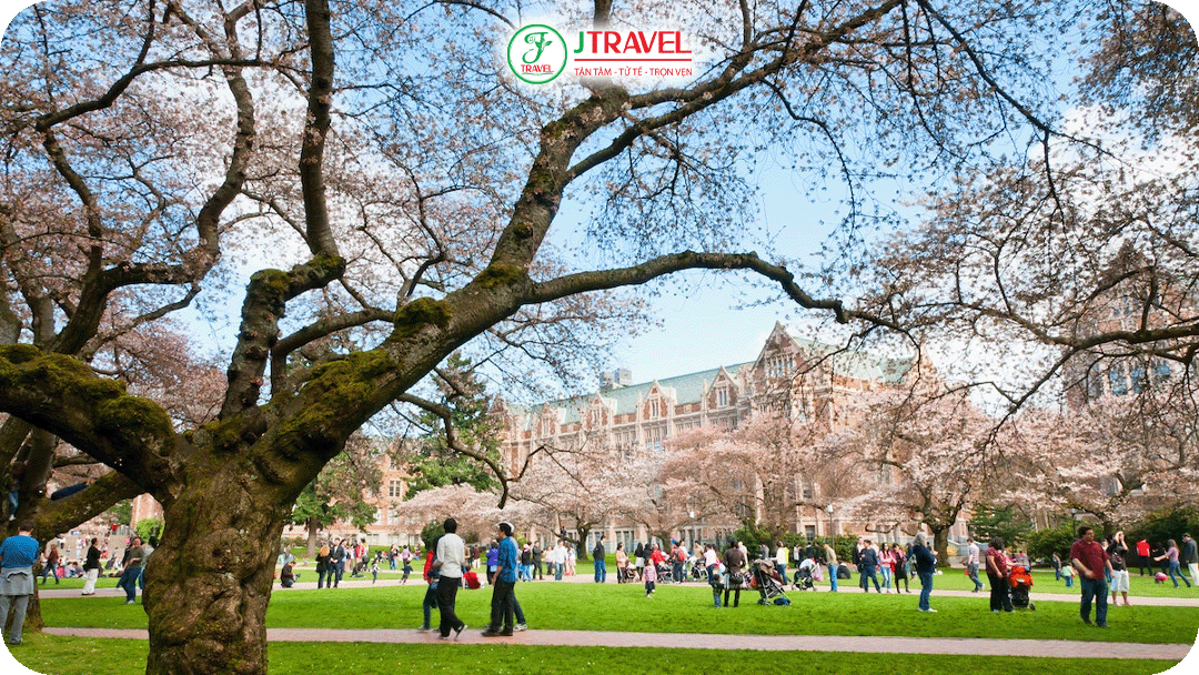 Khuôn viên Đại học Washington ngập tràn hoa anh đào nở rộ