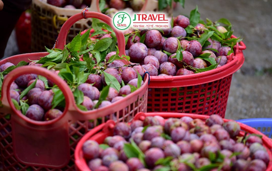 Mận Tam Hoa Bắc Hà