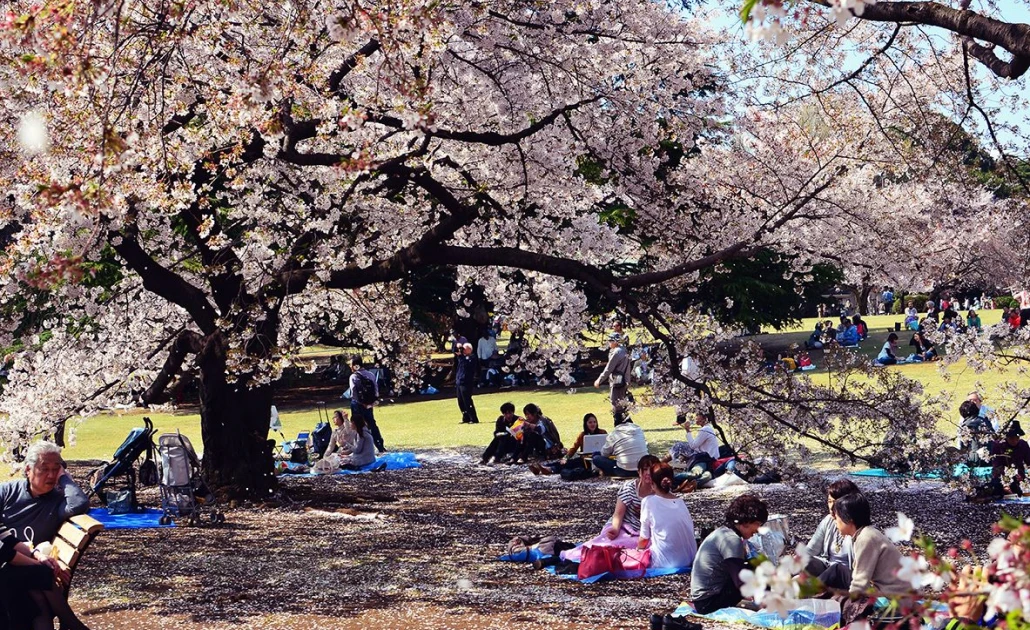Người dân và du khách picnic dưới tán hoa anh đào mùa xuân