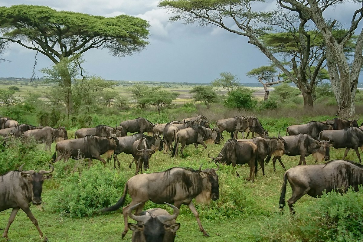 Đàn linh dương đầu bò trên đồng cỏ xanh gần hồ Ndutu, Tanzania