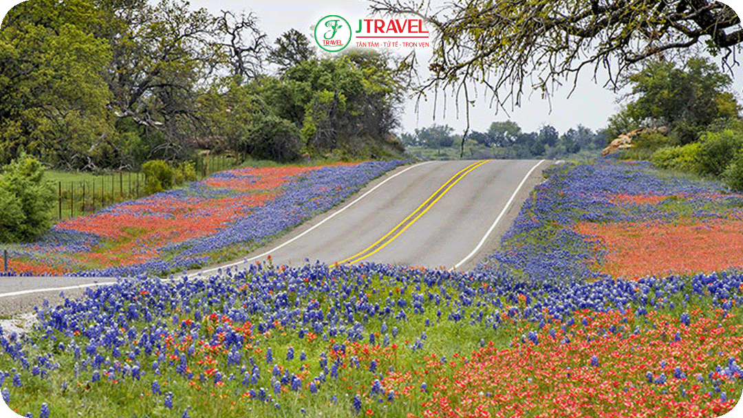 Texas Hill Country – Hoa dại và không gian miền Tây thanh bình