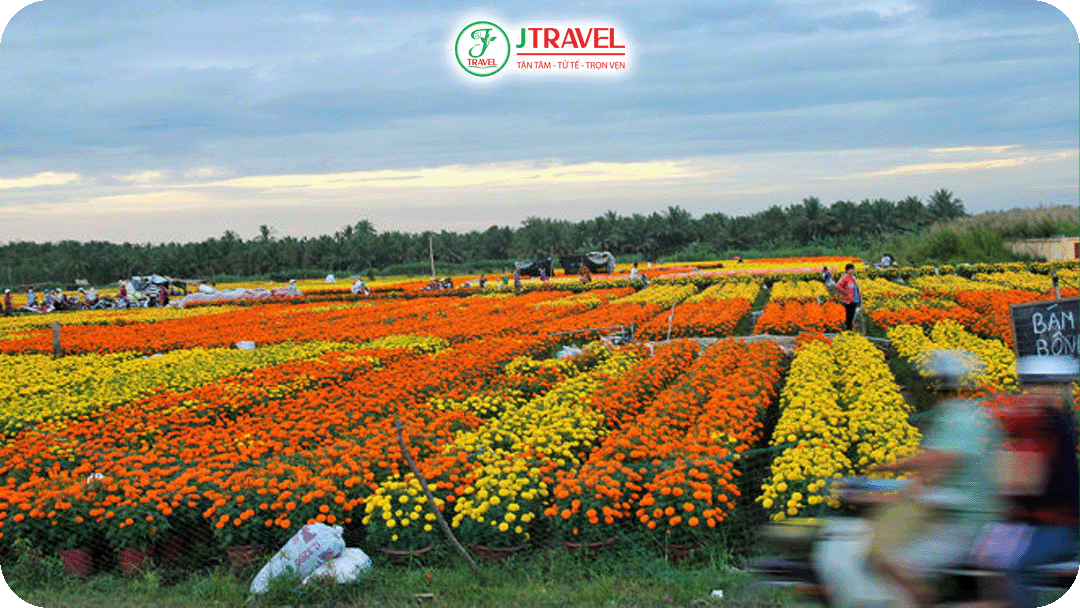 Làng hoa chợ Lách - làng hoa đậm chất miền Tây