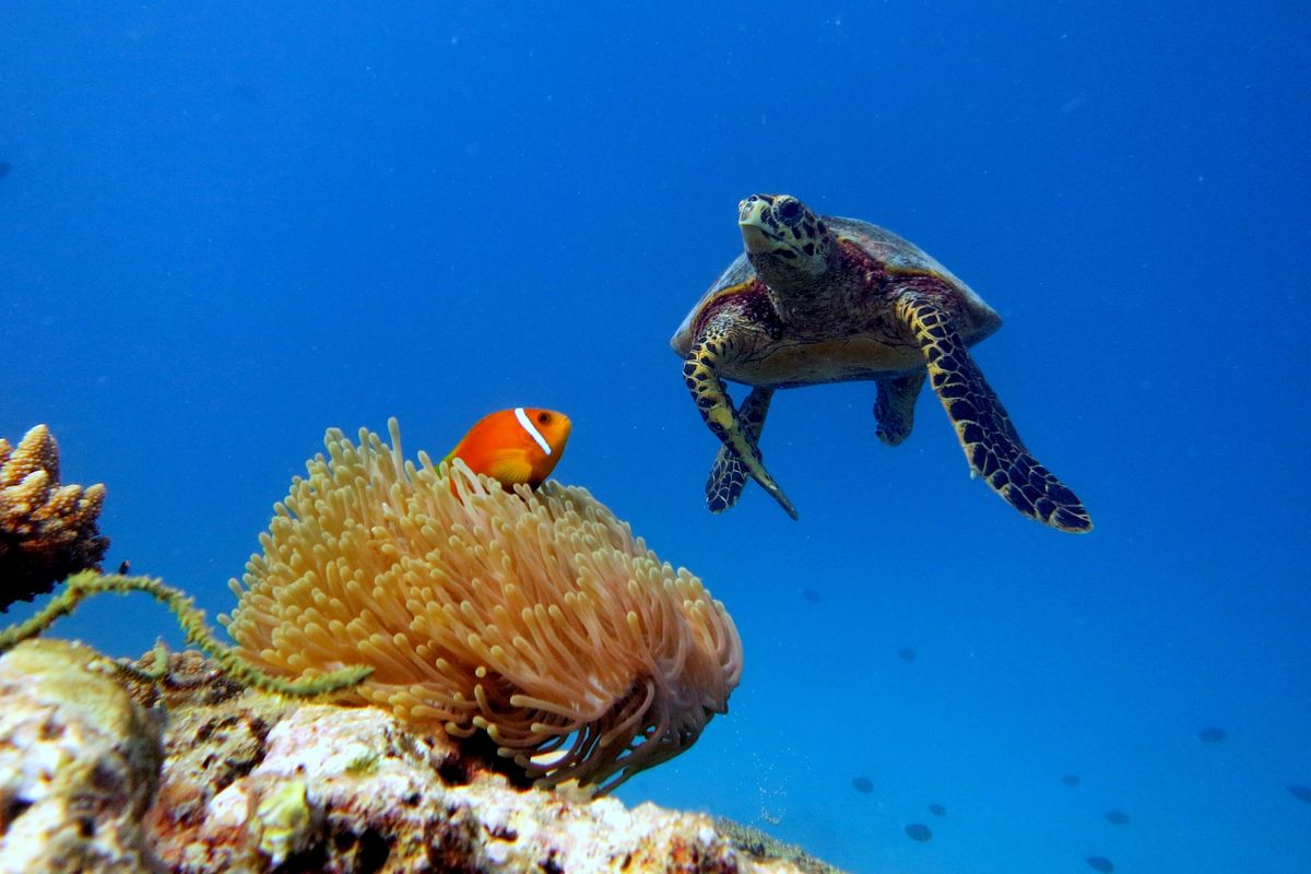 Rùa biển và cá hề trên rạn san hô Baa Atoll