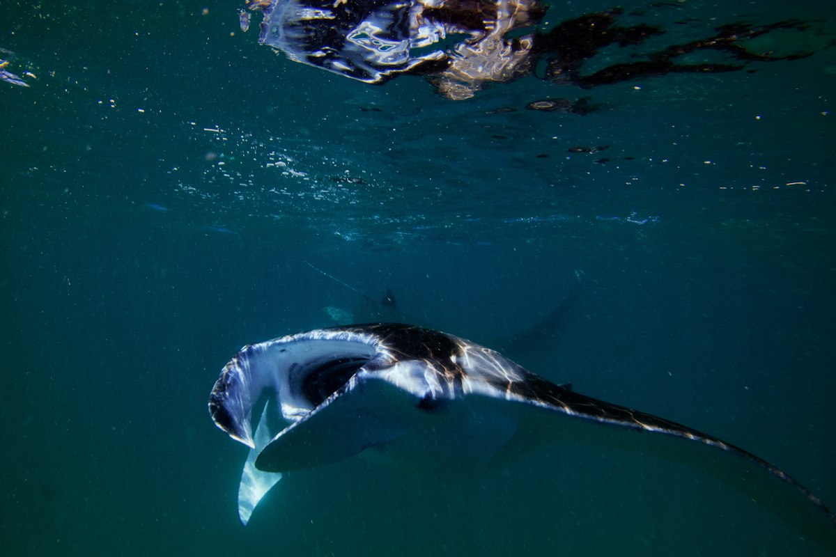 Cá đuối manta há miệng lọc sinh vật phù du ở Hanifaru, Maldives