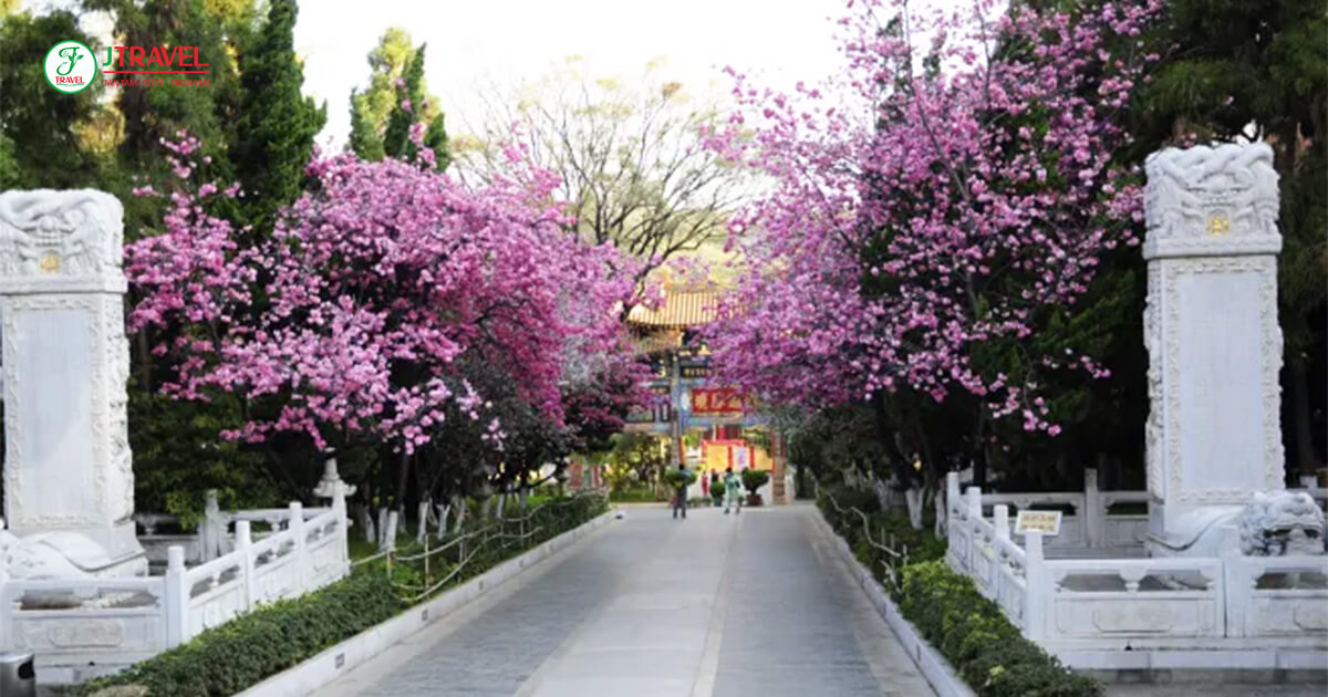 Choáng ngợp trước khung cảnh rực rỡ tại vườn hoa anh đào Viên Thông Sơn