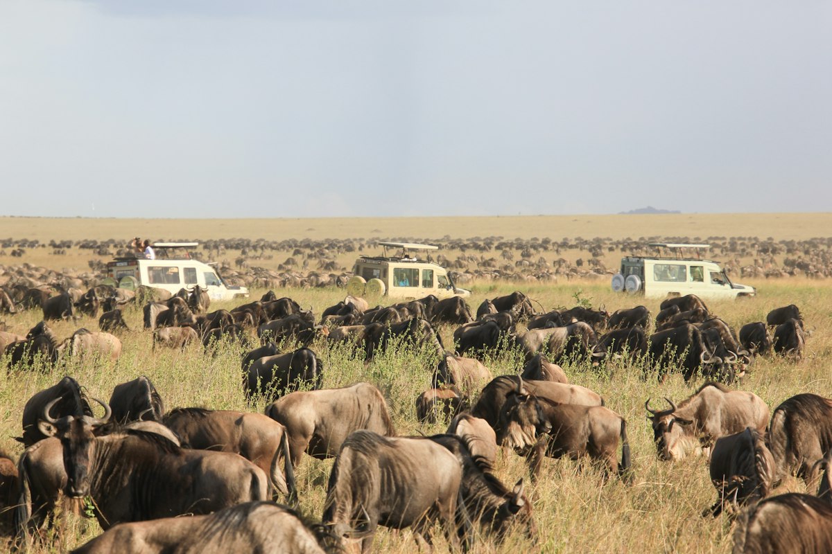 Đàn linh dương đầu bò trải dài trên thảo nguyên Serengeti, phía xa là xe safari