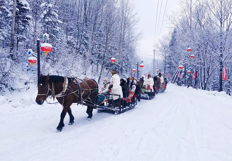 Trải nghiệm cưỡi ngựa xuyên rừng độc đáo ở Cáp Nhĩ Tân