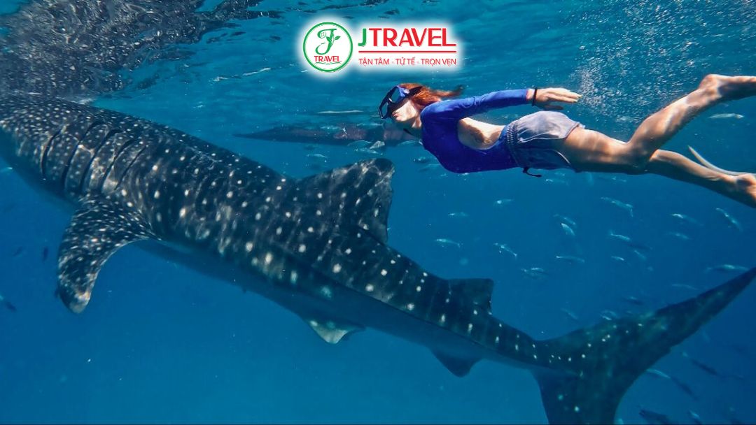 Cá mập voi tại Oslob Cebu xuất hiện thường xuyên giúp du khách dễ dàng quan sát ở khoảng cách gần