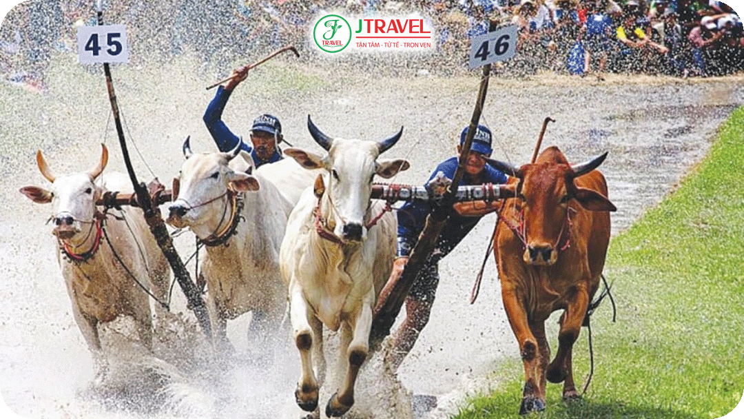 Lễ hội đua bò Bảy Núi - Đặc trưng văn hóa tỉnh An Giang