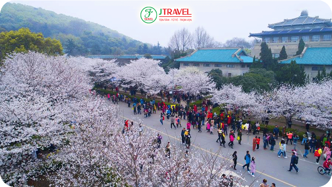 Đường Cherry Blossom Avenue dài gần 300m là điểm nhấn nổi bật ở Đại học Vũ Hán