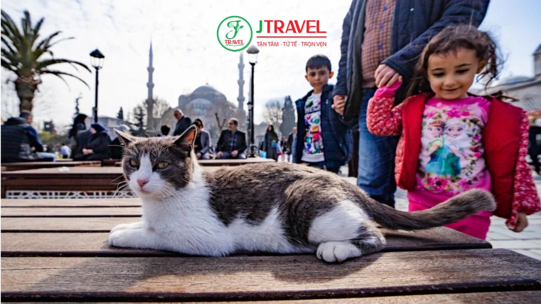 Người dân chăm sóc mèo tại Istanbul Thổ Nhĩ Kỳ