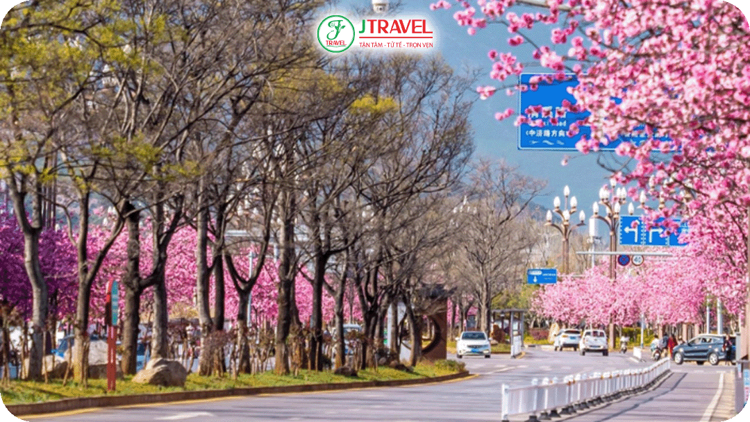 Hoa anh đào Côn Minh – Nét đẹp tinh khôi giữa lòng thành phố