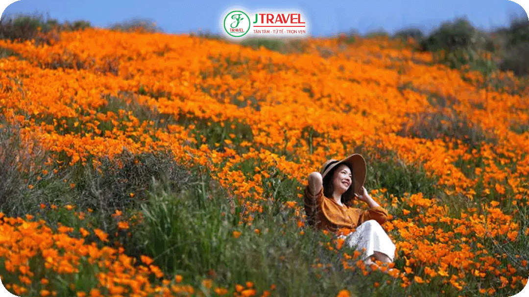 Khắp California ngập tràn sắc xuân với hững triền đồi vàng rực hoa cải