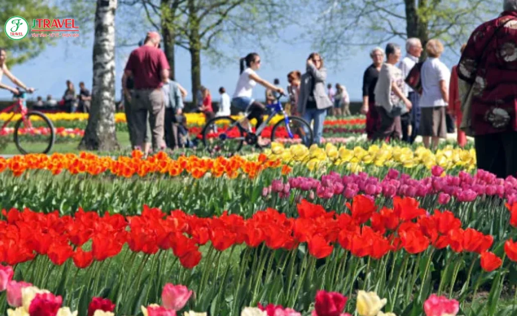Vườn tulip bên hồ Geneva tại Morges