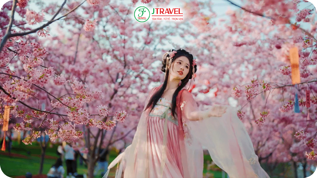 Đắm chìm vào không gian lãng mạn của mùa hoa anh đào Thành Đô