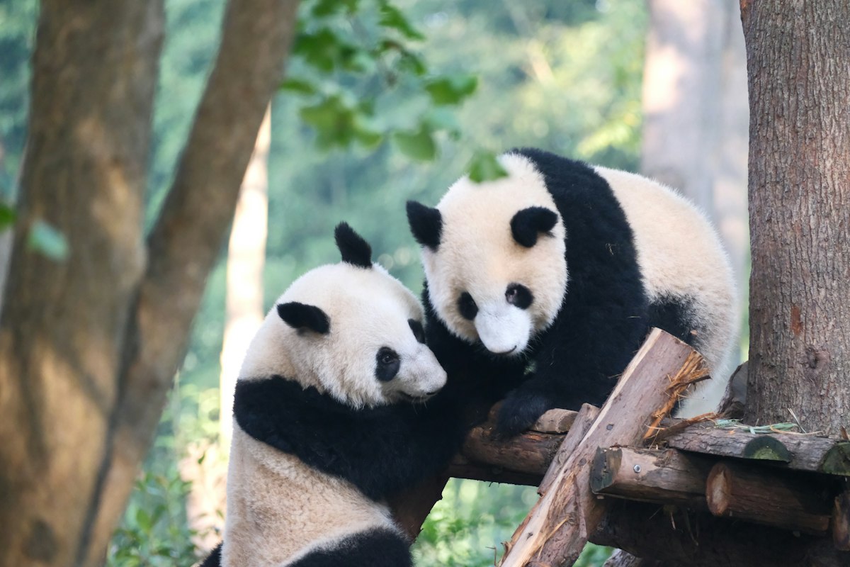 Gấu trúc leo cây