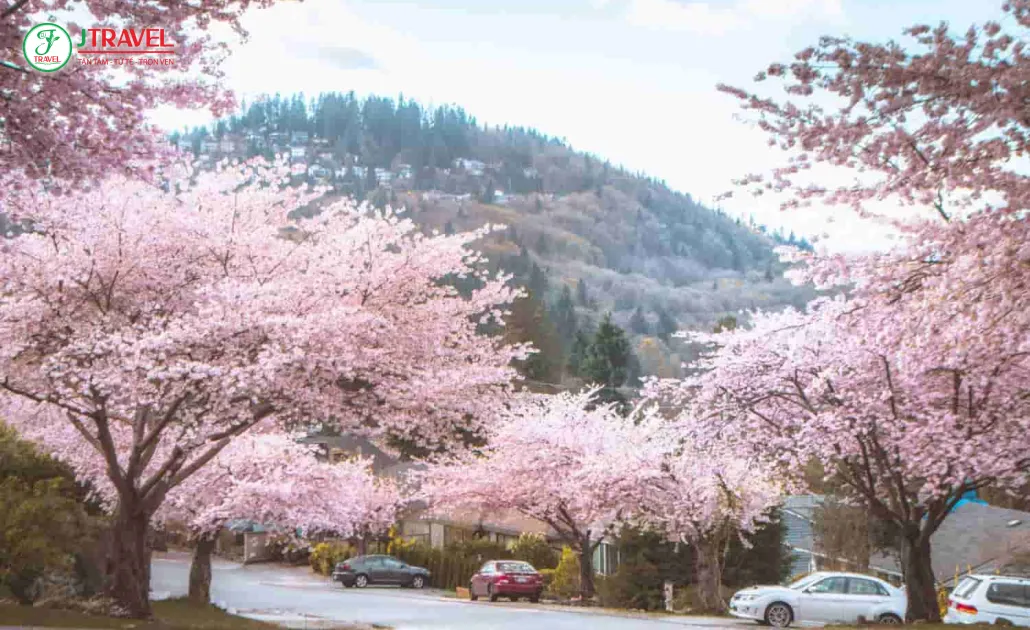 Mùa xuân ở Canada với hoa anh đào nở rộ