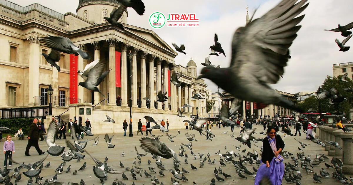 Ngôi nhà của những chú chim bồ câu