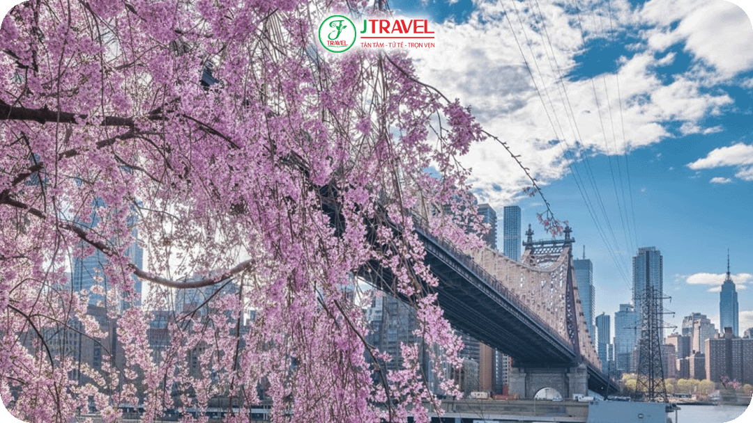 Đắm mình vào cảnh sắc hoa anh đào NewYork
