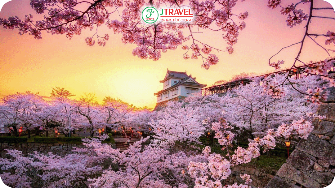 Mùa xuân Nhật Bản – thời điểm lý tưởng cho kỳ nghỉ Tết