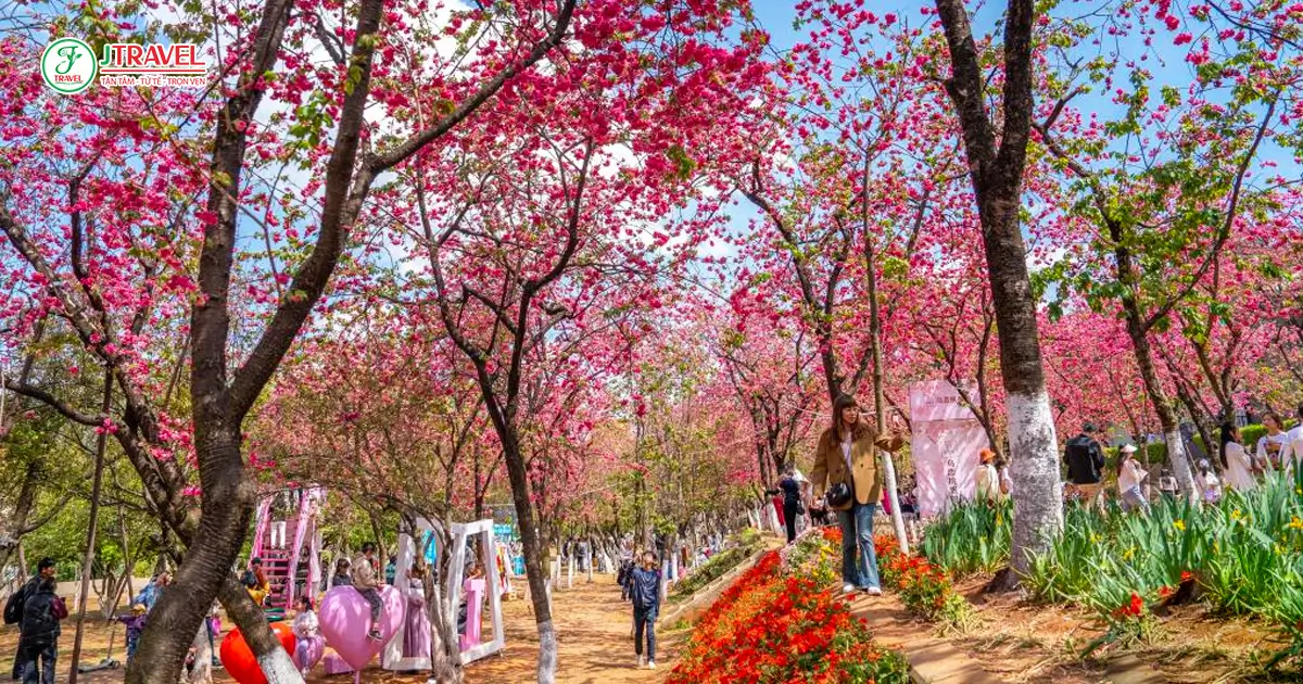 Mùa hoa anh đào ở Côn Minh diễn ra khi nào?