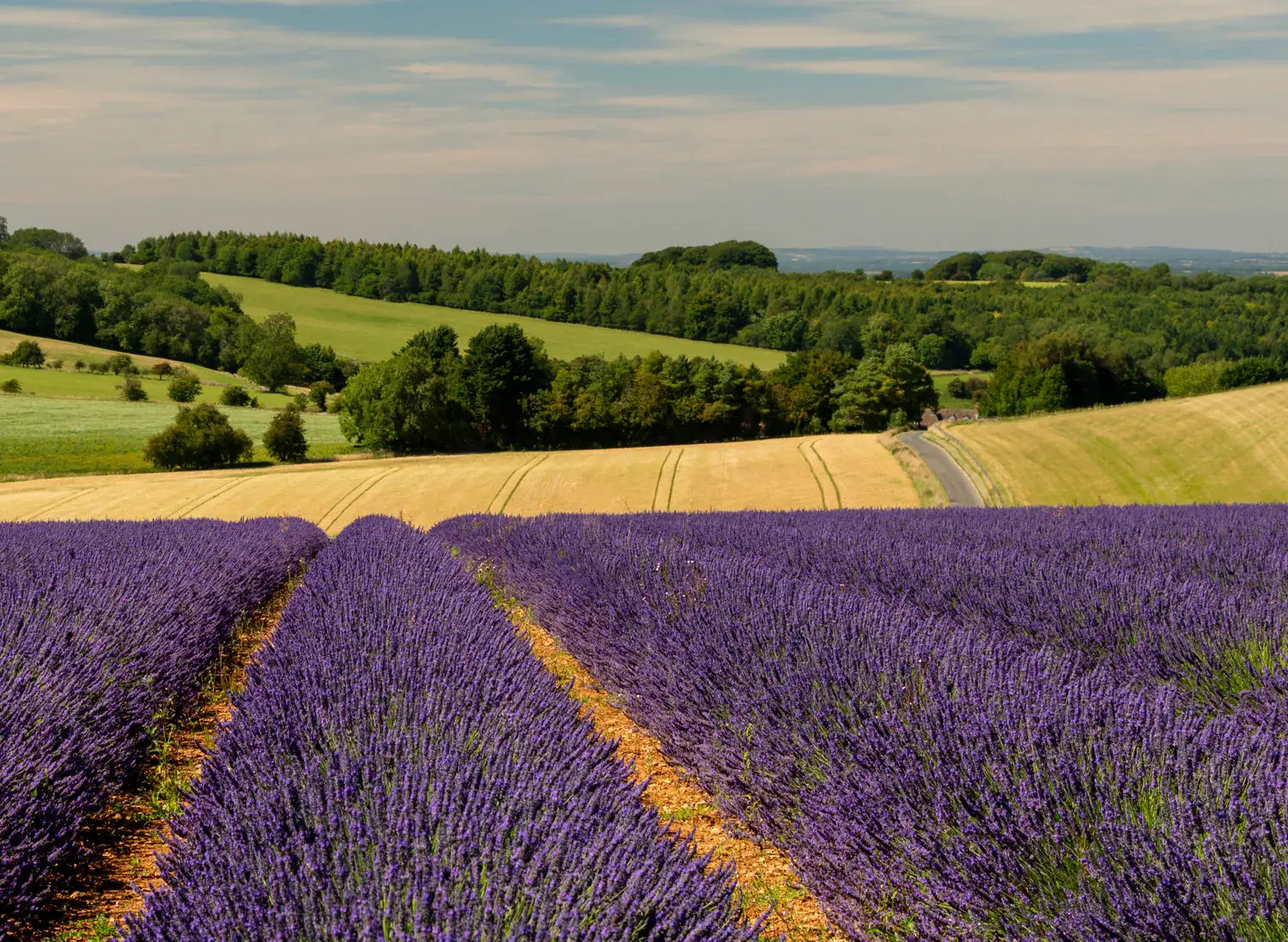 Costworld Lavender (ảnh internet)