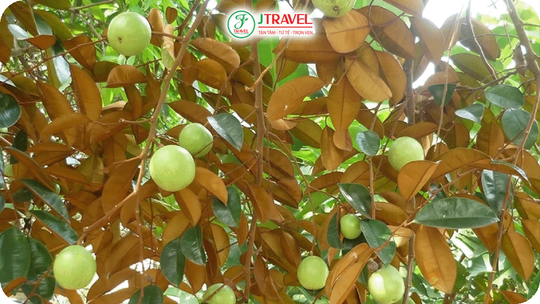 Vườn trái cây Vĩnh Kim nổi tiếng với giống vú sữa Lò Rèn