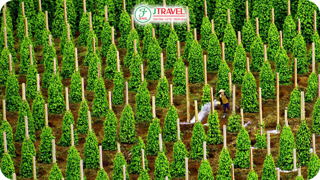 Vườn Tiêu Suối đá - Thương hiệu xứ Đảo Phú Quốc