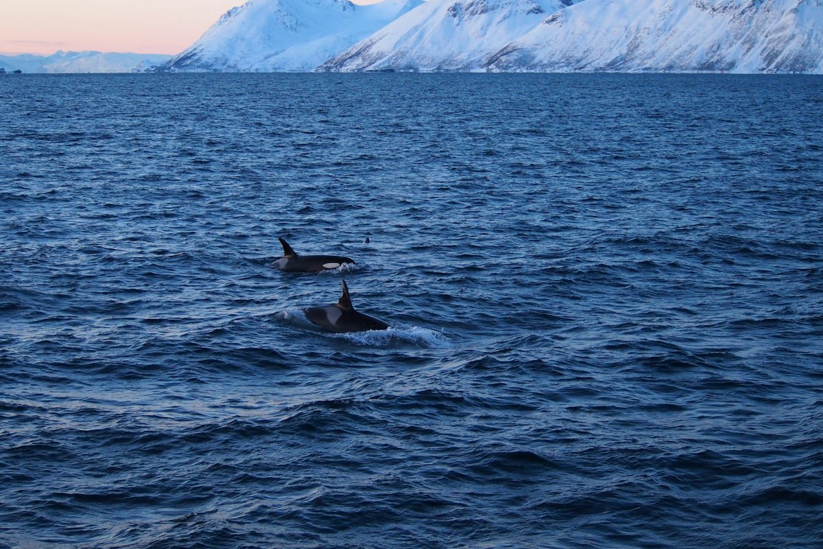 Hai con cá voi sát thủ (orca) ở vùng biển Skjervøy, phía sau là núi tuyết